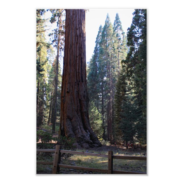 Kings Canyon National Park Fotodruck (Vorne)