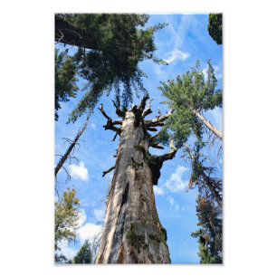 Kings Canyon National Park Fotodruck