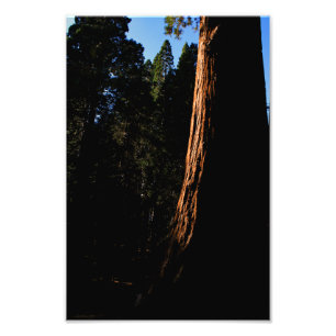 Kings Canyon National Park Fotodruck