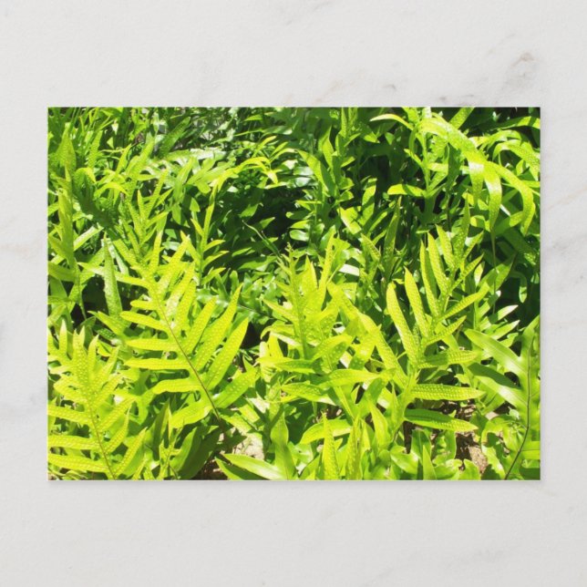 King's Fern Postcard Postkarte (Vorderseite)