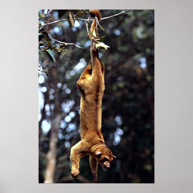 Kinkajou (Potos flavus) Poster (Vorne)