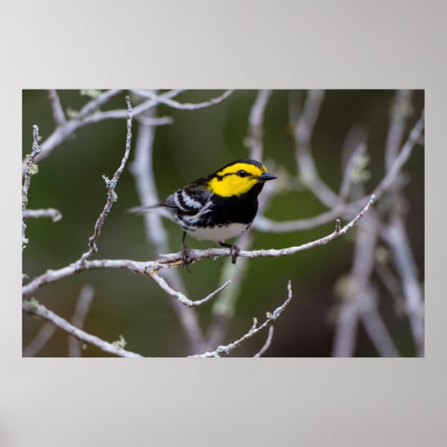 Kinney County, Texas. Golden-cheeked Warbler Poster (Vorne)