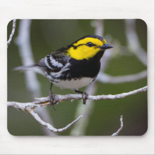 Kinney Landkreis, Texas. Warbler Mousepad