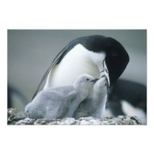 Kinnriemenpinguine, Pygoscelis antarctica), Fotodruck
