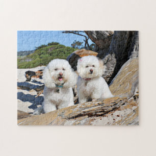 Kirby Shelby - Pudel auf Carmel Strand