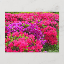 Kirishima Azalea:Postkarte Postkarte
