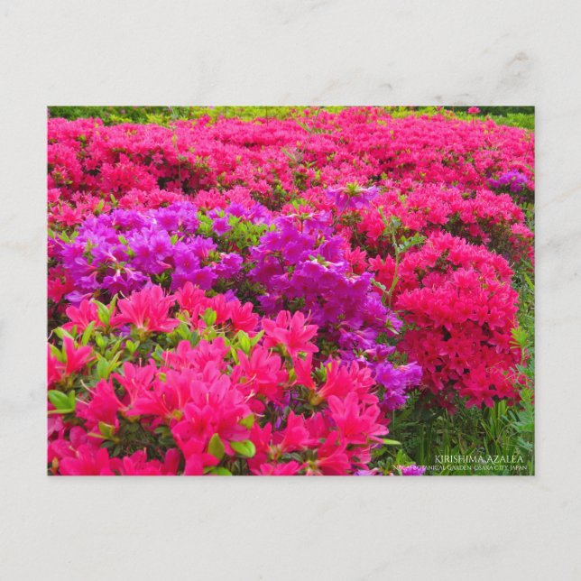 Kirishima Azalea:Postkarte Postkarte (Vorderseite)