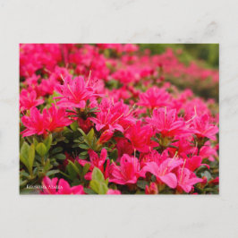 Kirishima Azalea [Postkarte] Postkarte