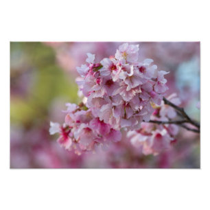 Kirrblüte im März Fotodruck