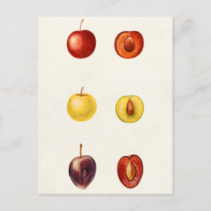 Kirsch-Pflaume (Prunus Cerasifera var. Divaricata) Postkarte