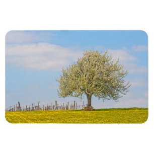 Kirschbaum im Frühling Magnet