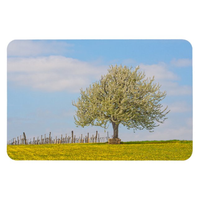 Kirschbaum im Frühling Magnet (Horizontal)