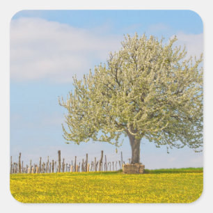Kirschbaum im Frühling Quadratischer Aufkleber