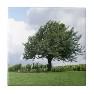 Kirschbaum im Sommer Fliese