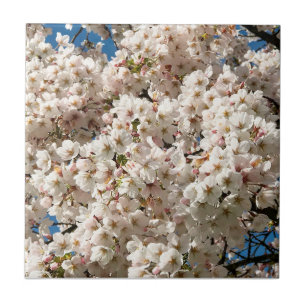 Kirschbaum in Bloom, Oregon Fliese