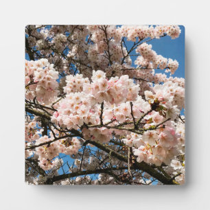 Kirschbaum in Bloom, Oregon Fotoplatte