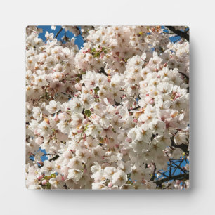 Kirschbaum in Bloom, Oregon Fotoplatte