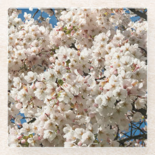 Kirschbaum in Bloom, Oregon Glasuntersetzer