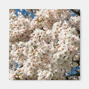 Kirschbaum in Bloom, Oregon Magnet