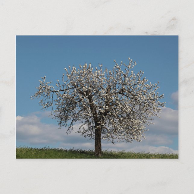 Kirschbaum mit Blüten Postkarte (Vorderseite)