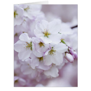 Kirschblüte