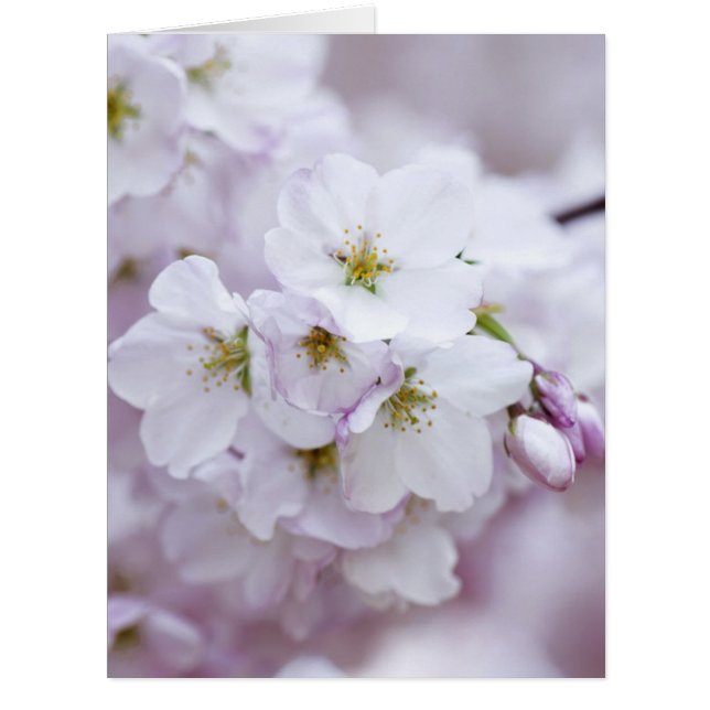 Kirschblüte (Vorderseite)