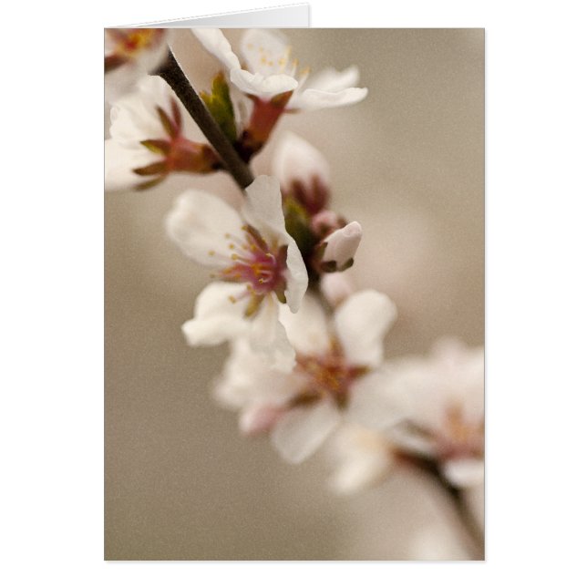 Kirschblüte (Vorne)