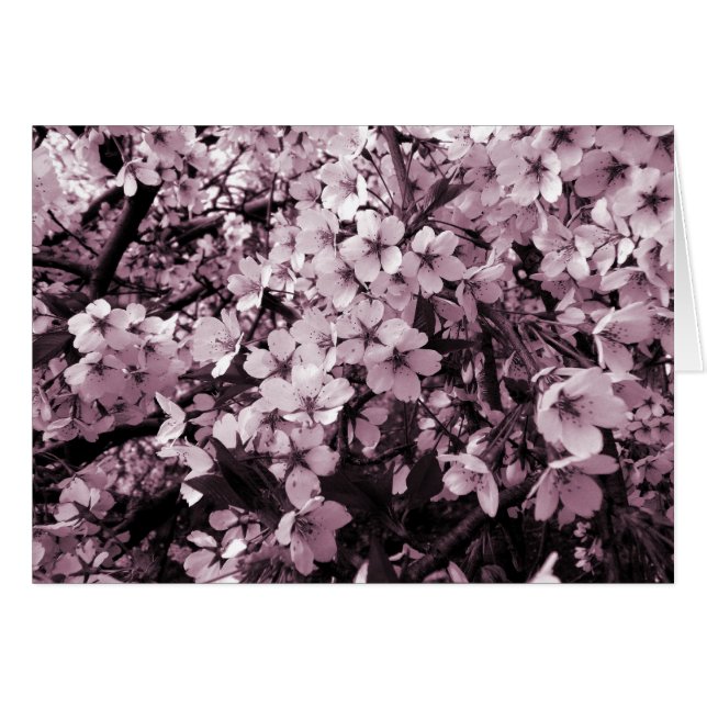 Kirschblüte (Vorderseite (Horizontal))