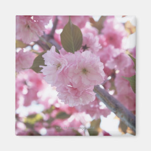 Kirschblüte 4 magnet