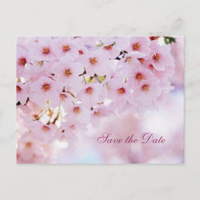 Kirschblüte Ankündigung Datum freihalten Postkarte (Vorderseite)