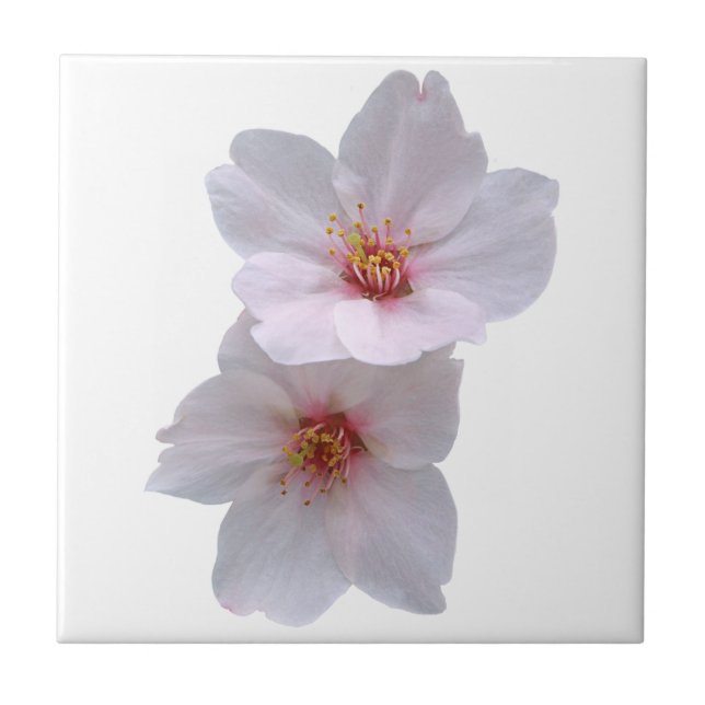 Kirschblüte Fliese (Vorderseite)