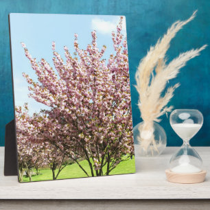 Kirschblüte Fotoplatte