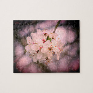 Kirschblüte Japan Blumenrosa hübsch einzigartig