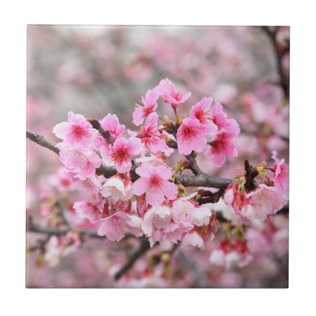 Kirschblüte Japan Blumenrosa hübsch einzigartig Fliese (Vorderseite)