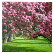 Kirschblüte Japan Blumenrosa hübsch einzigartig