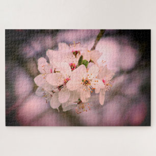 Kirschblüte Japan Blumenrosa hübscher einzigartige