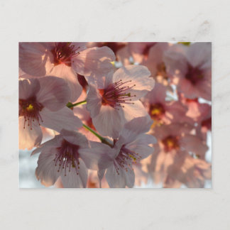 Kirschblüte: Japan Postkarte