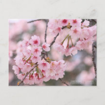 Kirschblüte "Oh-kanzakura":Postkarte
