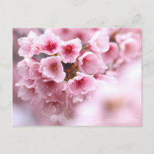 Kirschblüte "Oh-kanzakura":Postkarte