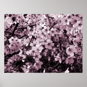 Kirschblüte Poster