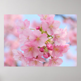 Kirschblüte Poster