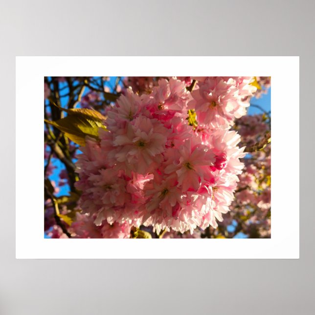 Kirschblüte  poster (Vorne)