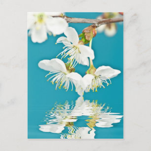 Kirschblüte Postkarte