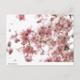 Kirschblüte Postkarte