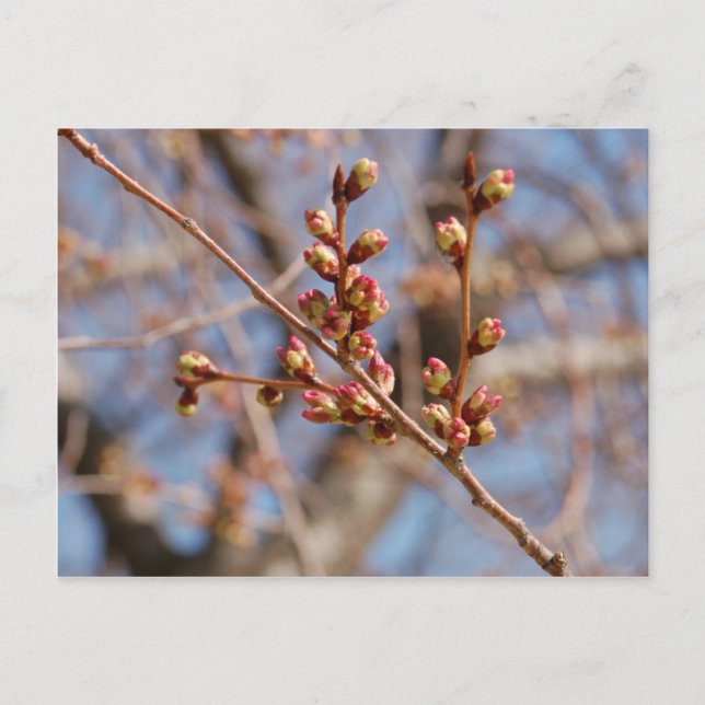 Kirschblüte Postkarte (Vorderseite)