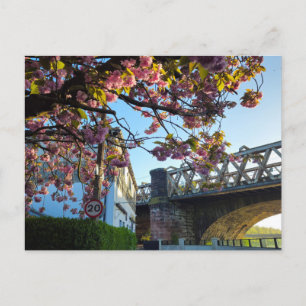 Kirschblüte postkarte