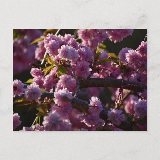 Kirschblüte  postkarte (Vorderseite)