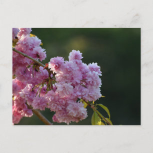 Kirschblüte postkarte
