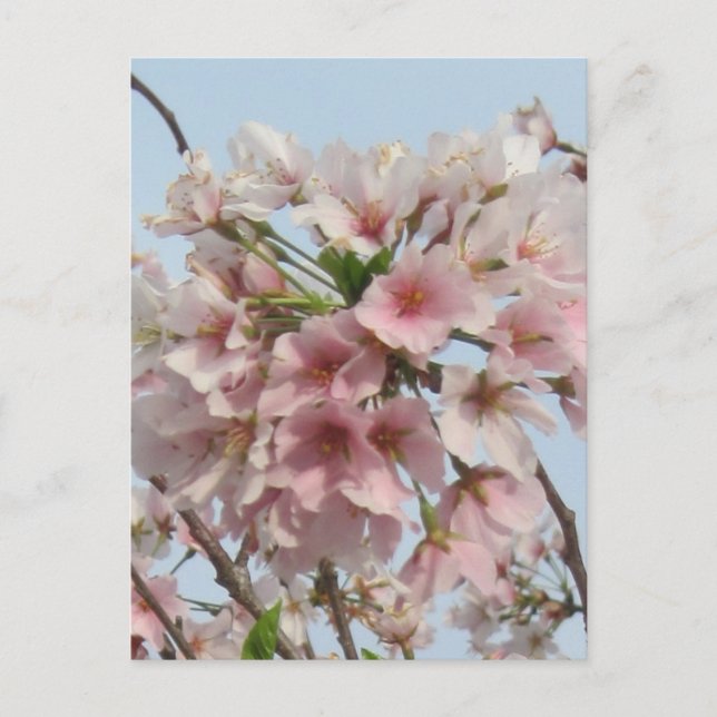 Kirschblüte Postkarte (Vorderseite)