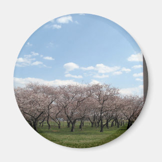 Kirschblüte Washington Magnet